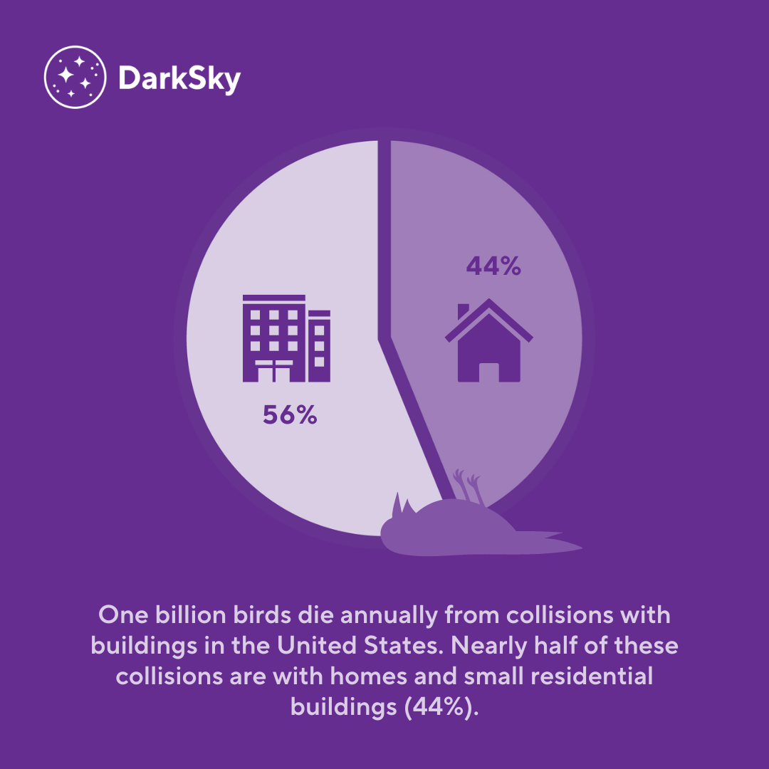 Bird-Death-Infographic